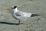 Royal Tern