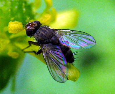Unknown Fly