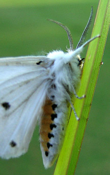 Virginian Tiger Moth (8137)