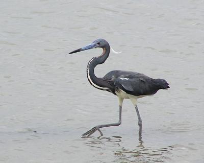 tri colored heron 3.jpg