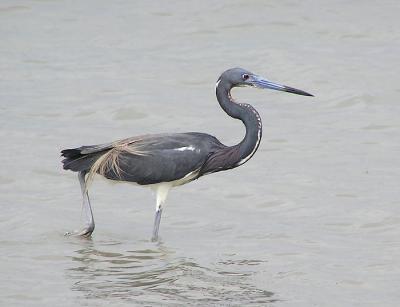 tri colored heron 4.jpg