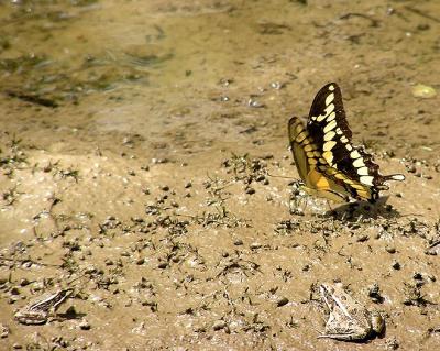 giant swallowtail and two toads.jpg