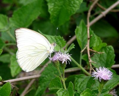 great southern white.jpg