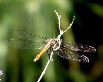 corpus__rio_grande_dragonflies