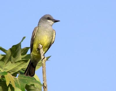 cassins kingbird.jpg