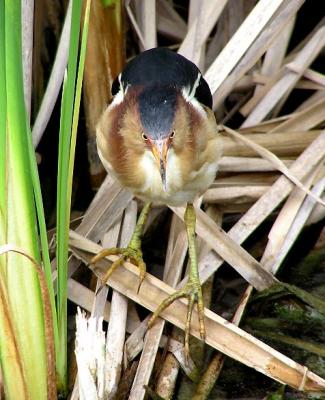least bittern 4.jpg