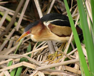 least bittern 5.jpg