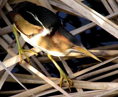 least bittern 6.jpg
