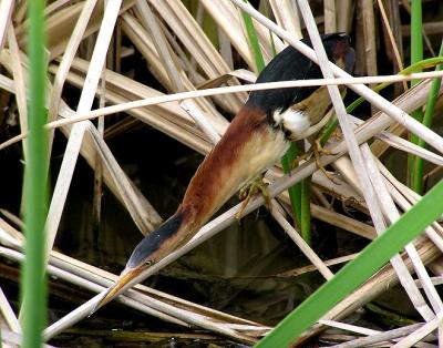 least bittern see how far i can stretch.jpg