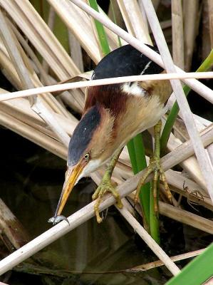 least bittern with fish.jpg