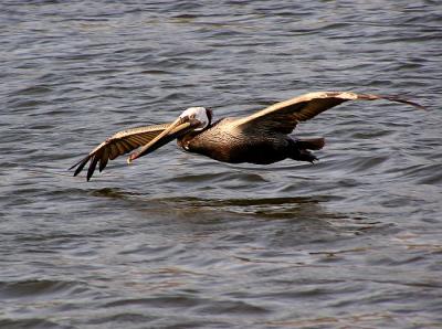 brown pelican flying low.jpg
