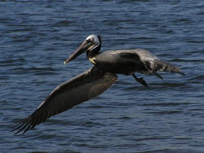 brown pelican i really do have 2 wings.jpg