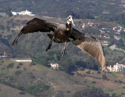 brown pelican in flight water drops.jpg