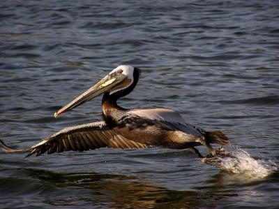brown pelican taking off.jpg