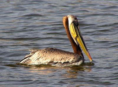 brown_pelicans_malibu_may_04
