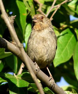 ca towhee 2.jpg