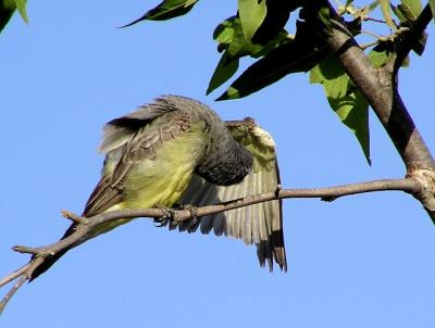 cassins kb preening 2.jpg