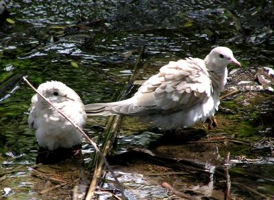 mystery doves 2.jpg