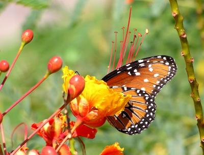 queen on red bird of paradise 2.jpg