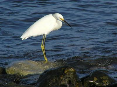 snowy_egret_dodging_the_surf