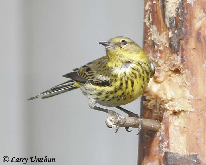 Cape May Warbler