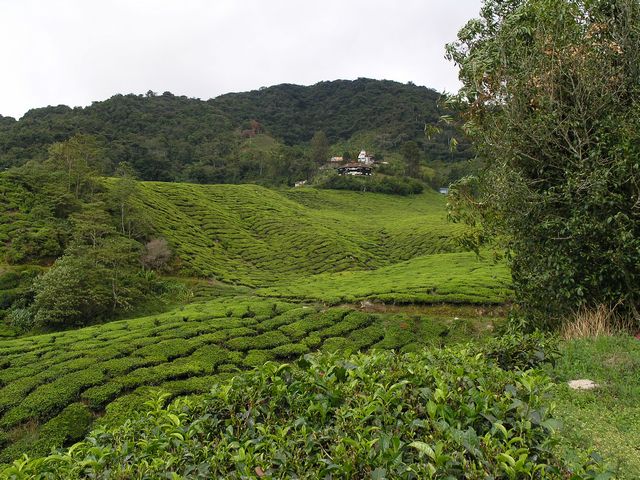 Tea Plantation