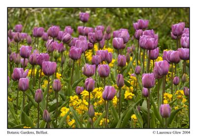 Belfasts Botanic Gardens