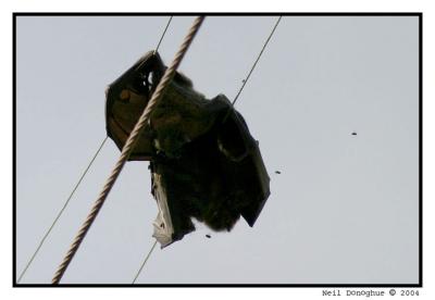 Feast for the Flies