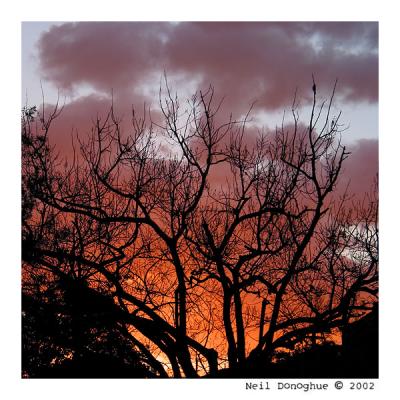 Sunset with Tree