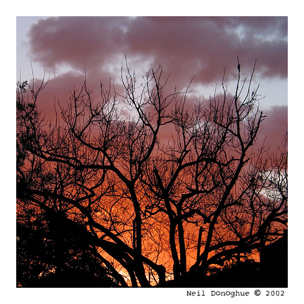 Sunset with Tree