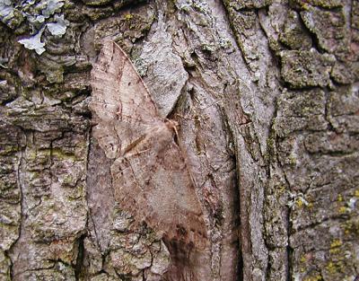 Signate Melanolophia Moth (Melanolophia signataria)