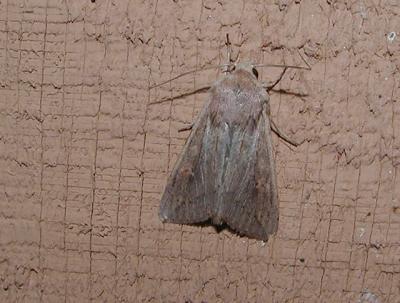 Armyworm Moth (Mythimna (Pseudaletia) unipuncta)