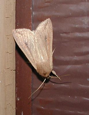 Armyworm Moth (Mythimna (Pseudaletia) unipuncta)