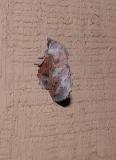 lappet moth (Phyllodesma americana)