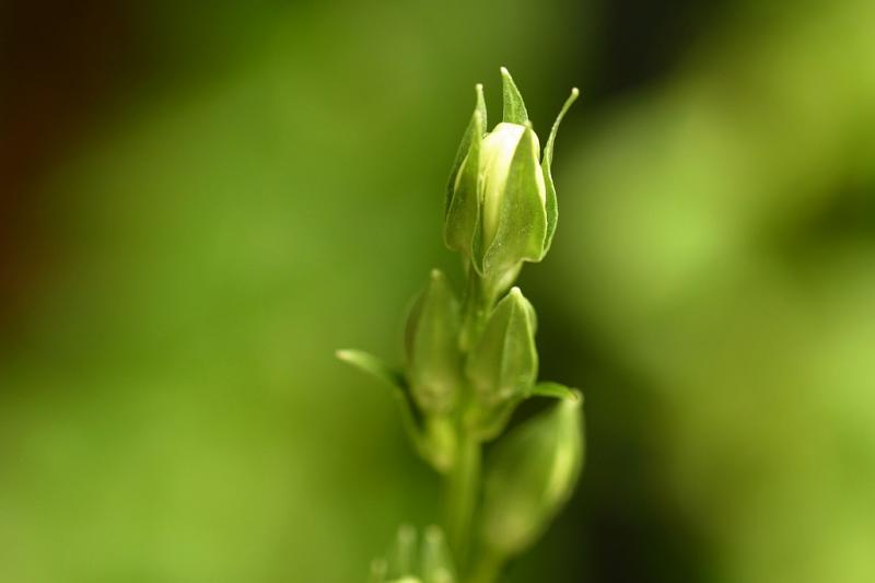 campanula