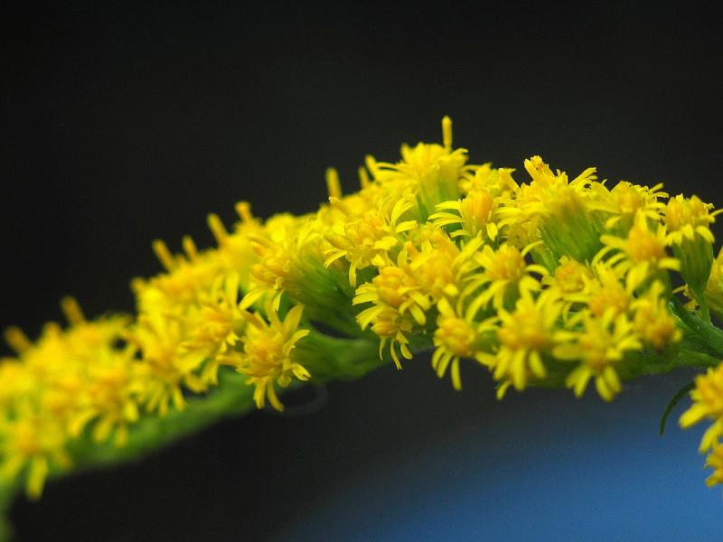 goldenrod1