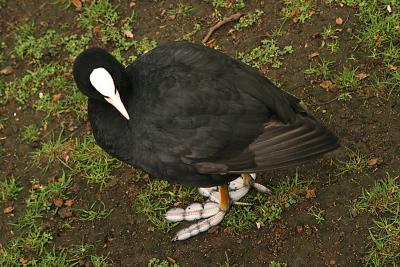 A Coot...with funny feet