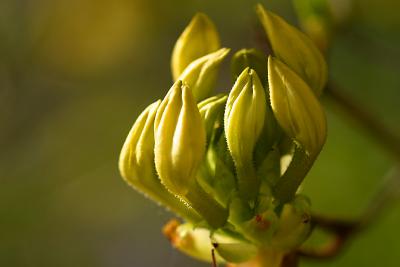 azalea