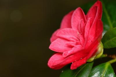 camelia
