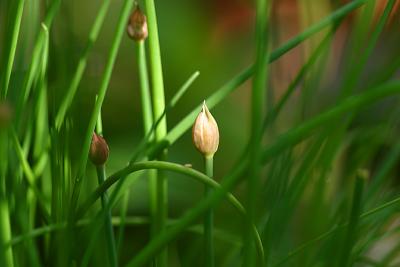 chives