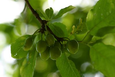 damsons
