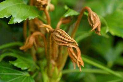 fatsia japonica