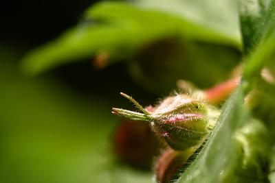 geranium