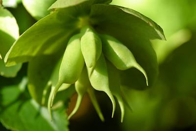 helleborus niger