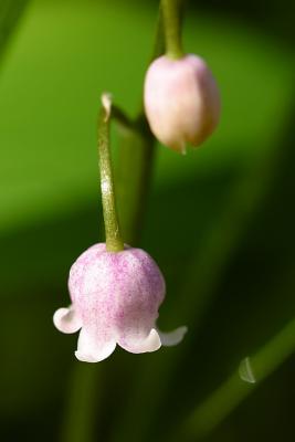 u44/lindarocks/medium/28578569.lilyofthevalleysmall.jpg