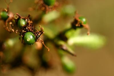 sloes