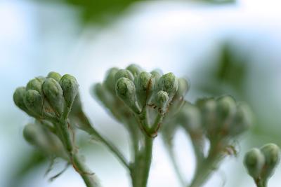whitebeam flowers