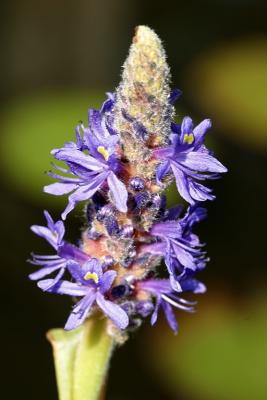 pontederia cordata