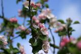 bramleys blossom