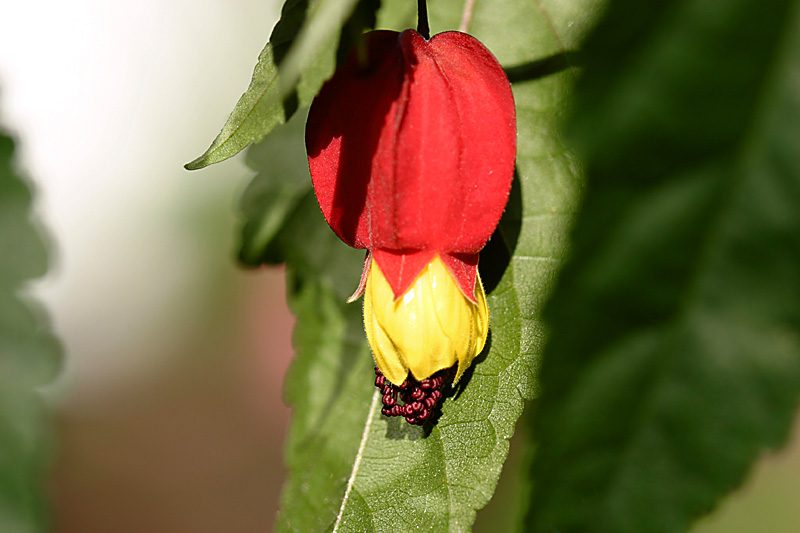 abutilon megapotamicum